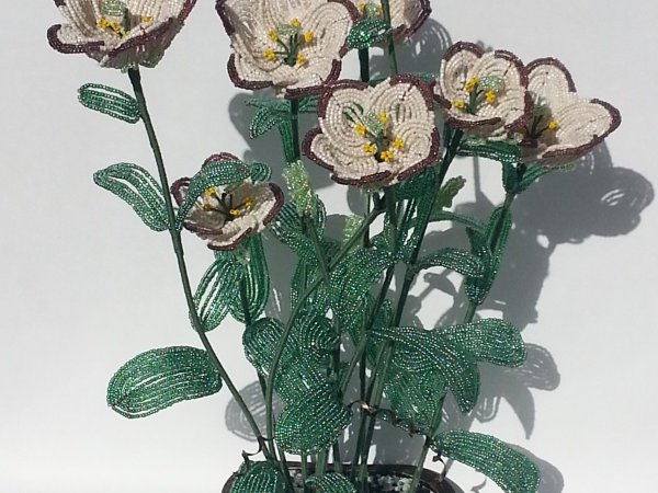 Eustoma 2
