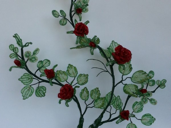 Rose bush - Biser