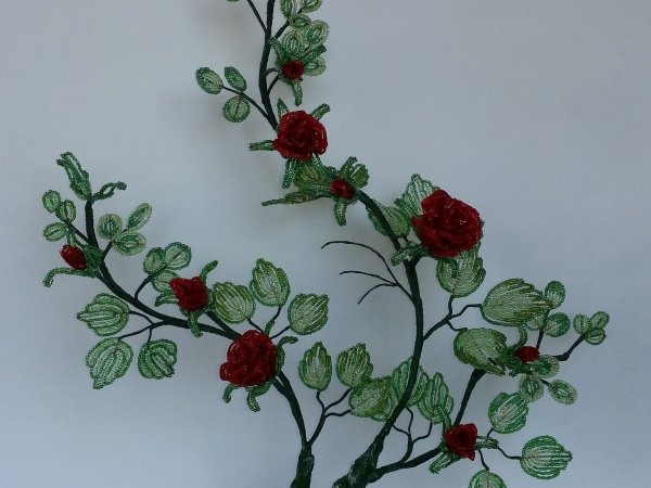 Rose bush 2