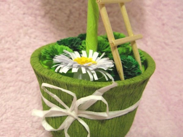 Camomile topiary /Laimes medis "Ramune " 3
