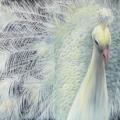 Baltaplunksnis peacock 115x30 - Oil painting - drawing