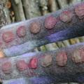 riesines " pellet row " - Wristlets - felting