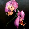 Orchid 50x60 - Oil painting - drawing