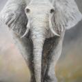 White Elephant 55x75 - Oil painting - drawing