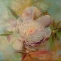 Peony blossom - Oil painting - drawing