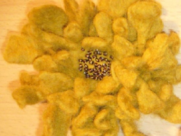 Flower - Flowers