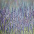 Lavender Meadow 45x40 - Oil painting - drawing