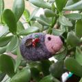 " Hedgehog " - Brooches - felting