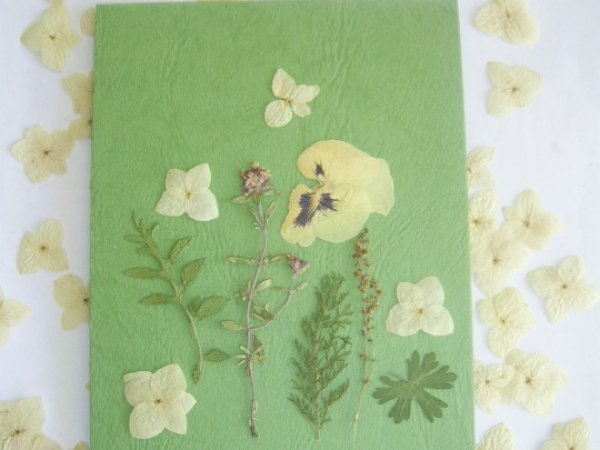 Seedlings - Postcard