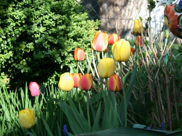 Veltas sijonas ,,Tulpės ,, 2
