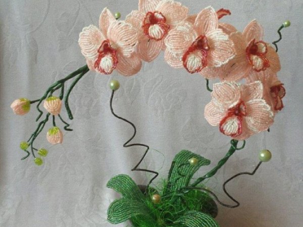 Orchideja - Biser