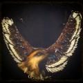 Necklaces " Eagle " - Necklaces - felting