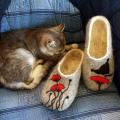 Felt Poppy tapkutes - Shoes & slippers - felting