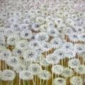 Dandelions down 35x50 - Oil painting - drawing