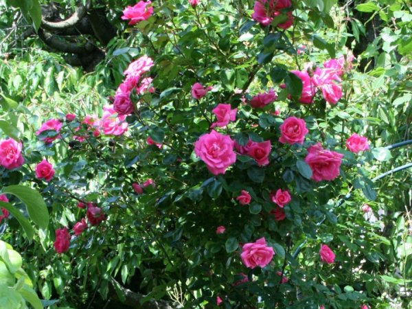 Blouse ROSE GARDEN SUMMER  3