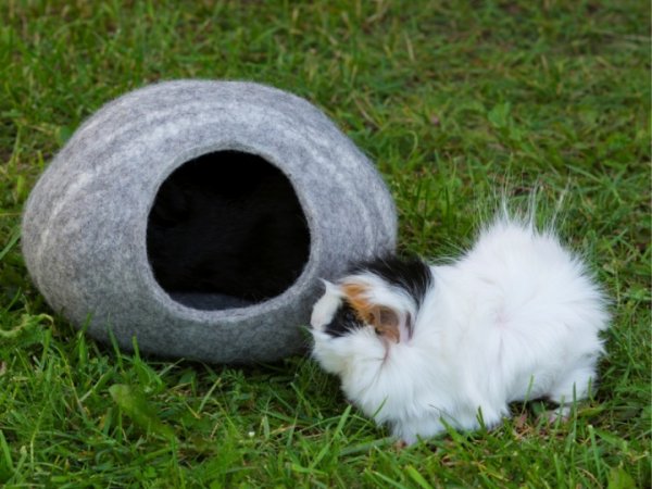 Namelis mažiems augintiniams - For pets