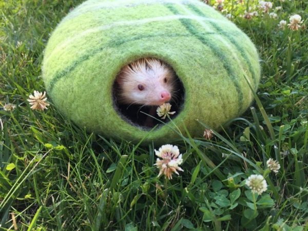 Du nameliai - For pets