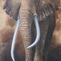 African elephant 60x90 - Oil painting - drawing