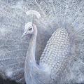 The Royal Peacock - Oil painting - drawing