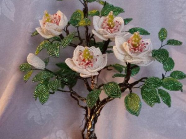Magnolija - Biser