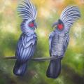 Black Palm cockatoo - Oil painting - drawing