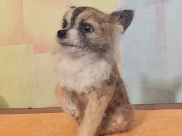 Veltas chihuahua šuniukas 2