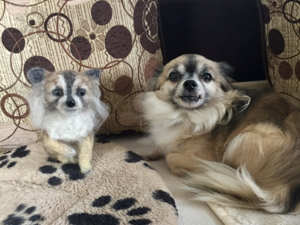 Veltas chihuahua šuniukas 3