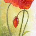 Poppy blossom 20x75, oil / canvas. - Oil painting - drawing