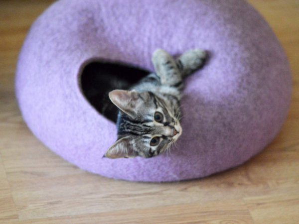 Cat bed - PURPLE 3