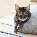 Two color cat bed BUBBLE - For pets - felting