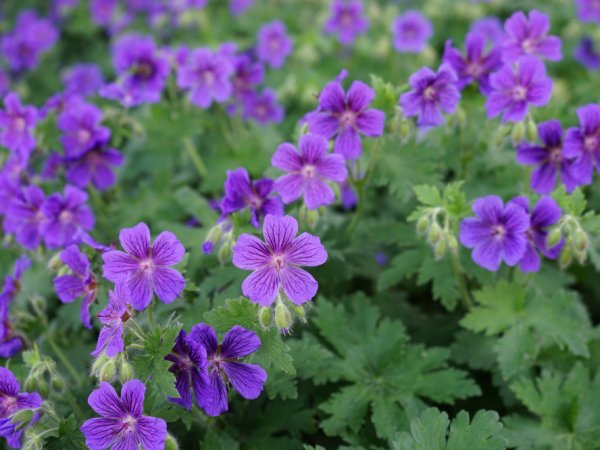 Kaklo papuošalas ,,VIOLETINIS SNAPUTIS ,, 3