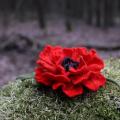 brooch -Red poppy - Brooches - felting