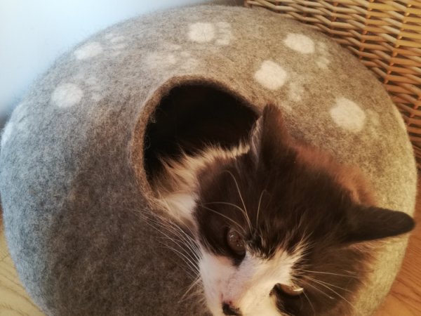 cat cave "gray" 2