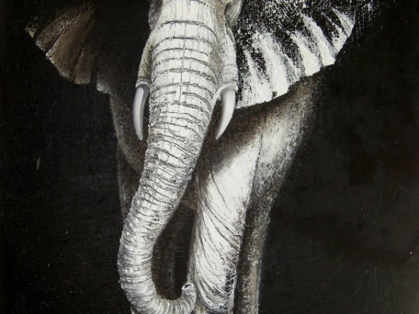 Baltasis dramblys 75x50_aliejus drobe_300 eur - Oil painting