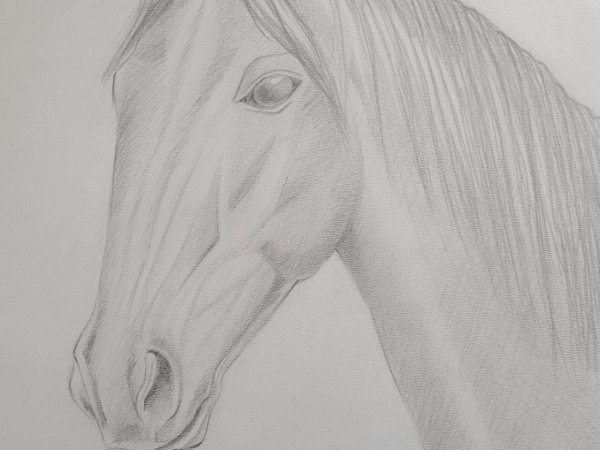 Žirgas, pieštas grafitu. - Pencil drawing