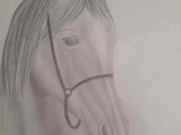Žirgas. Grafitas. - Pencil drawing