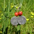 earthy - Earrings - beadwork