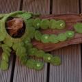 by the Green MOSS - Kits - felting