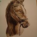 Steed - Watercolor - drawing