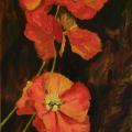 Poppy Night - Oil painting - drawing