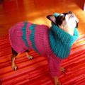 sweater puppy - For pets - knitwork
