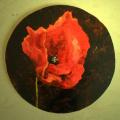 Poppy II - Oil painting - drawing