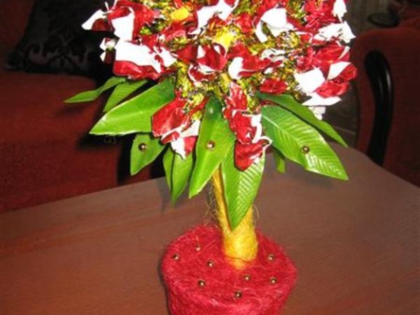 candy tree - Floristics
