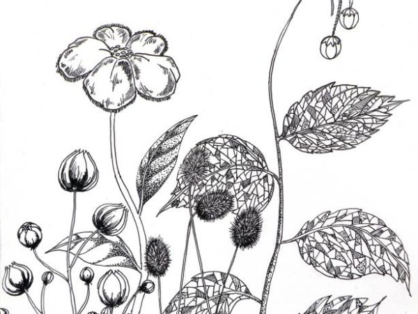Flowers - Sketches