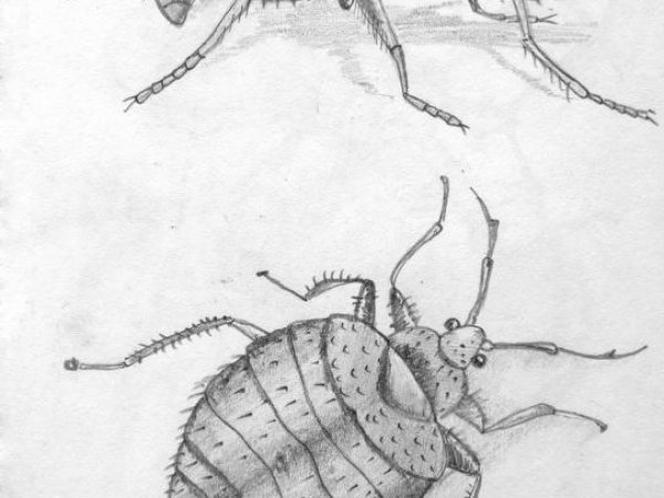 Eskizas_2 - Sketches