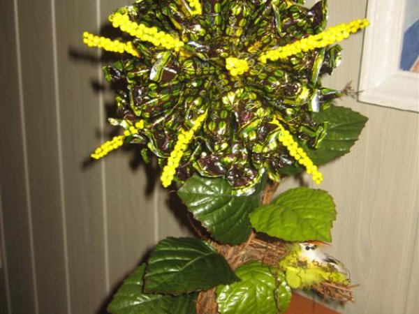 candy tree - Floristics