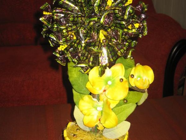 candy tree - Floristics