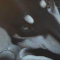 Fragment - Oil painting - drawing