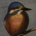 Handsome Kingfisher - Pictures - drawing