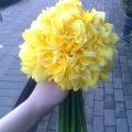 Young narcissus bouquet - Floristics - making